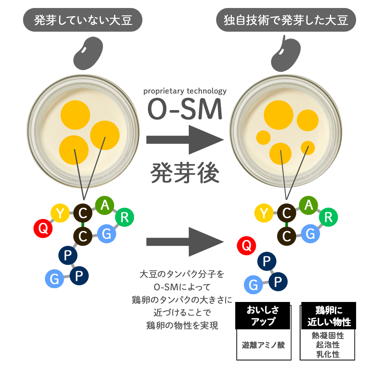 SprouTx社の独自技術「O-SM」により低分子化し卵タンパクに近づけた貯蔵タンパク