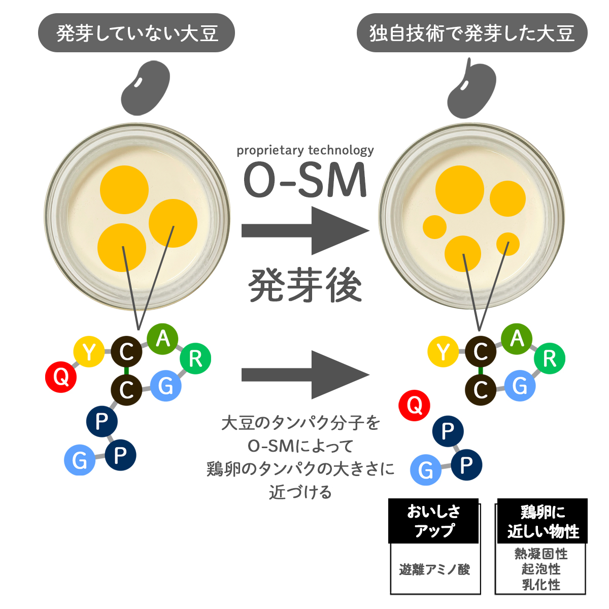 大豆のタンパク分子をO-SMによって鶏卵のタンパクの大きさに近づける