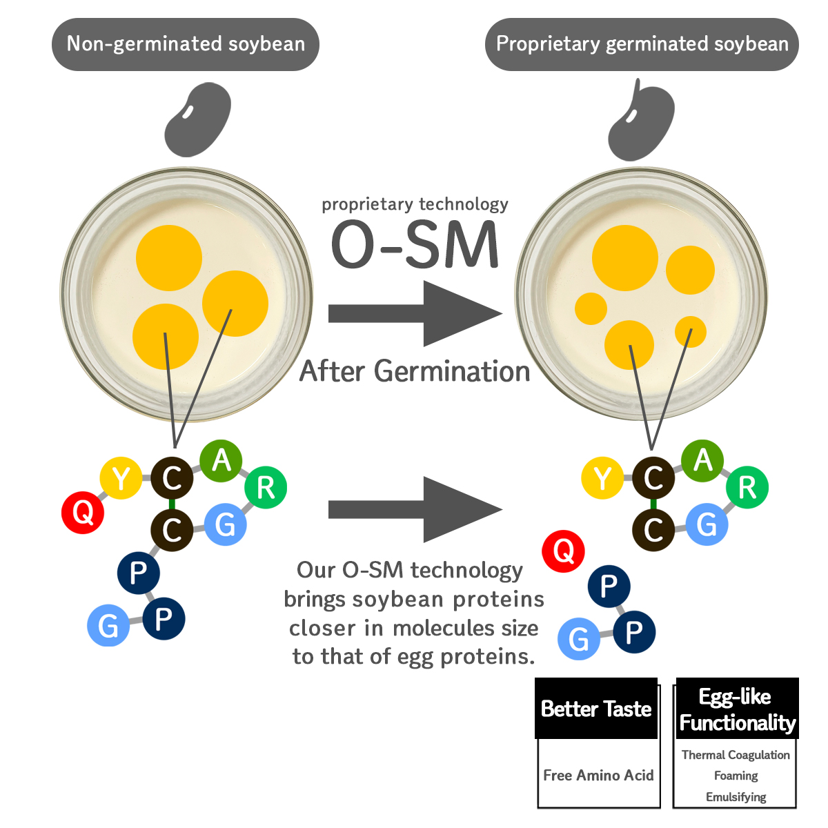 Our O-SM technology brings soybean proteins closer in molecules size to that of egg proteins.